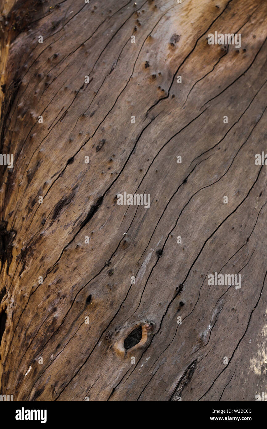 Einheitliche natürliche Holzstruktur zufällige Linien von Stammzellen der Baum für Hintergrund Stockfoto