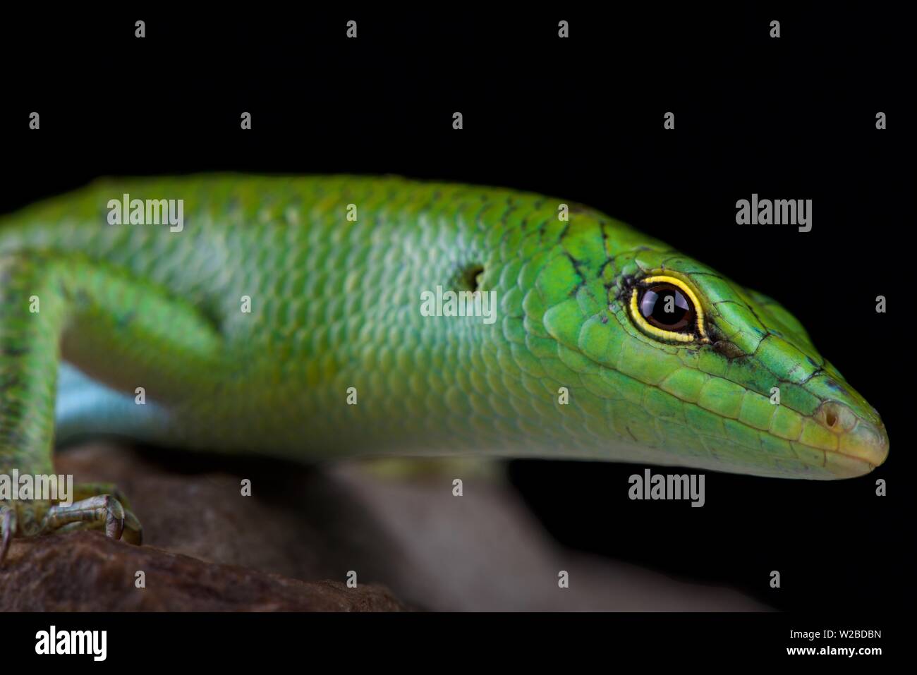 Smaragd Skink (Lamprophis Smaragdina) Stockfoto
