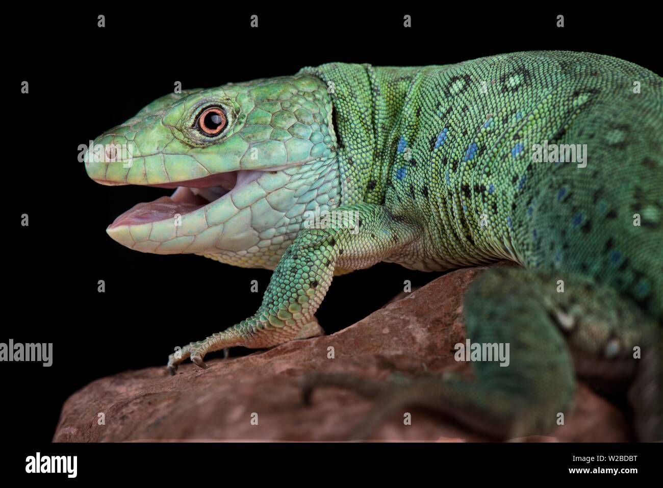 Algerische lembeh Lizard (Timon Pater) Stockfoto