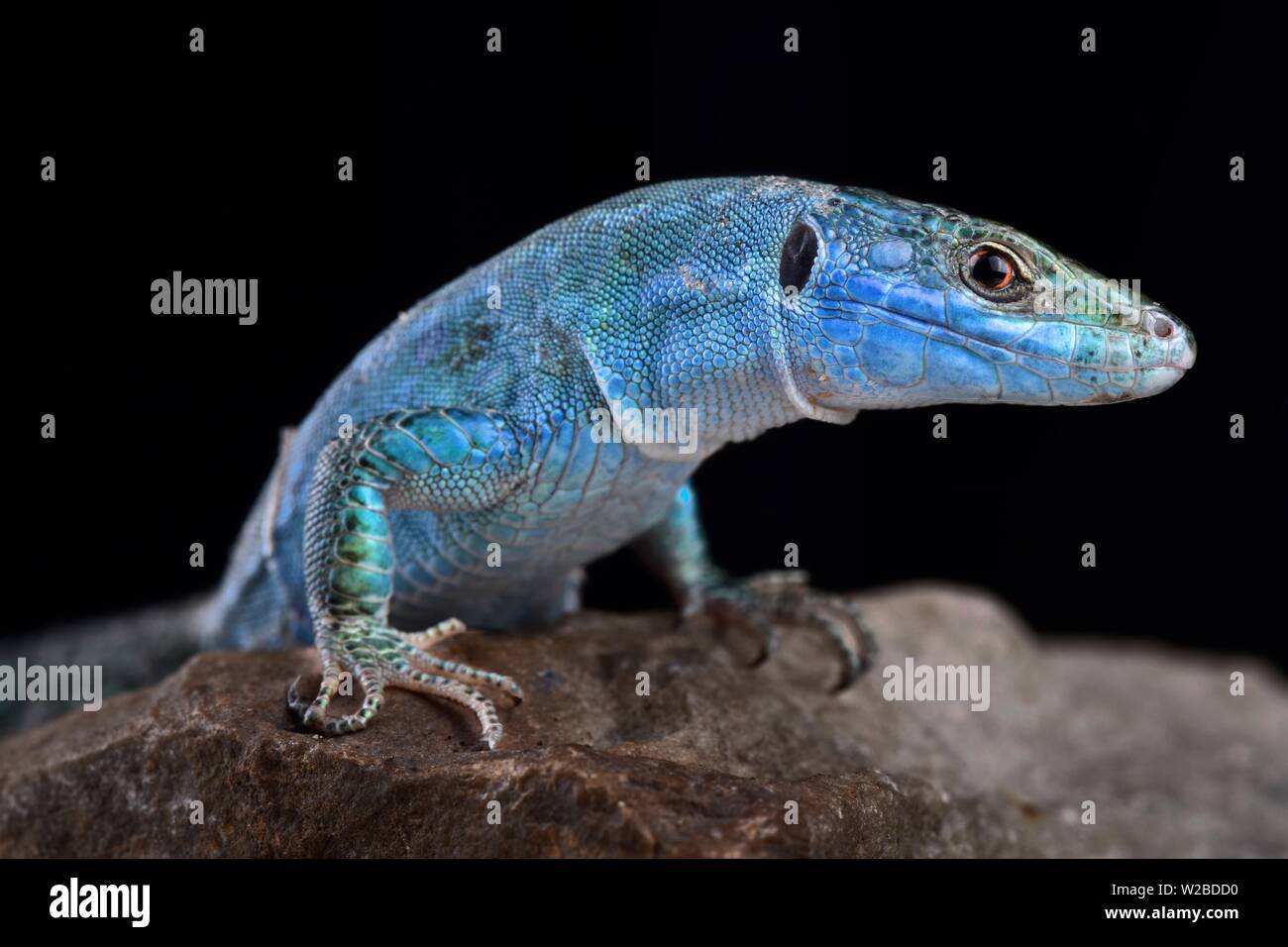 Blaue wand Eidechse (Podarcis sicula coerulea Stockfotografie Alamy
