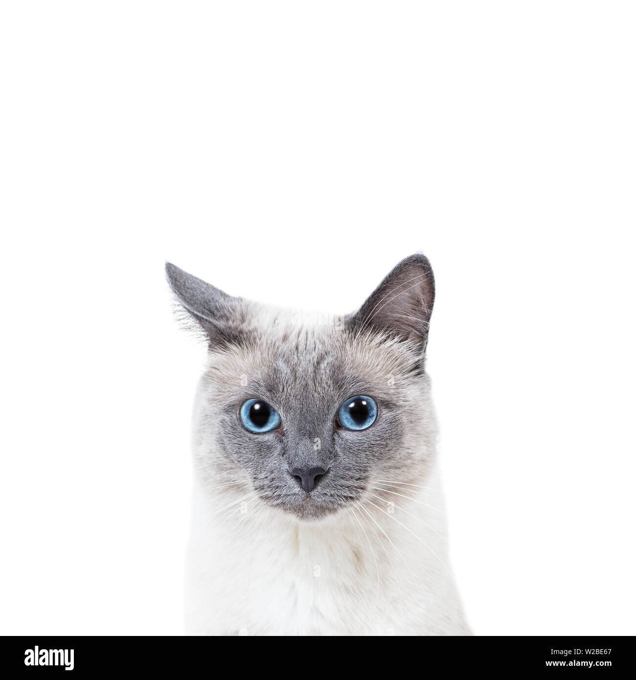 Blue-point farbige Thai Katze Portrait mit kopieren. Stockfoto
