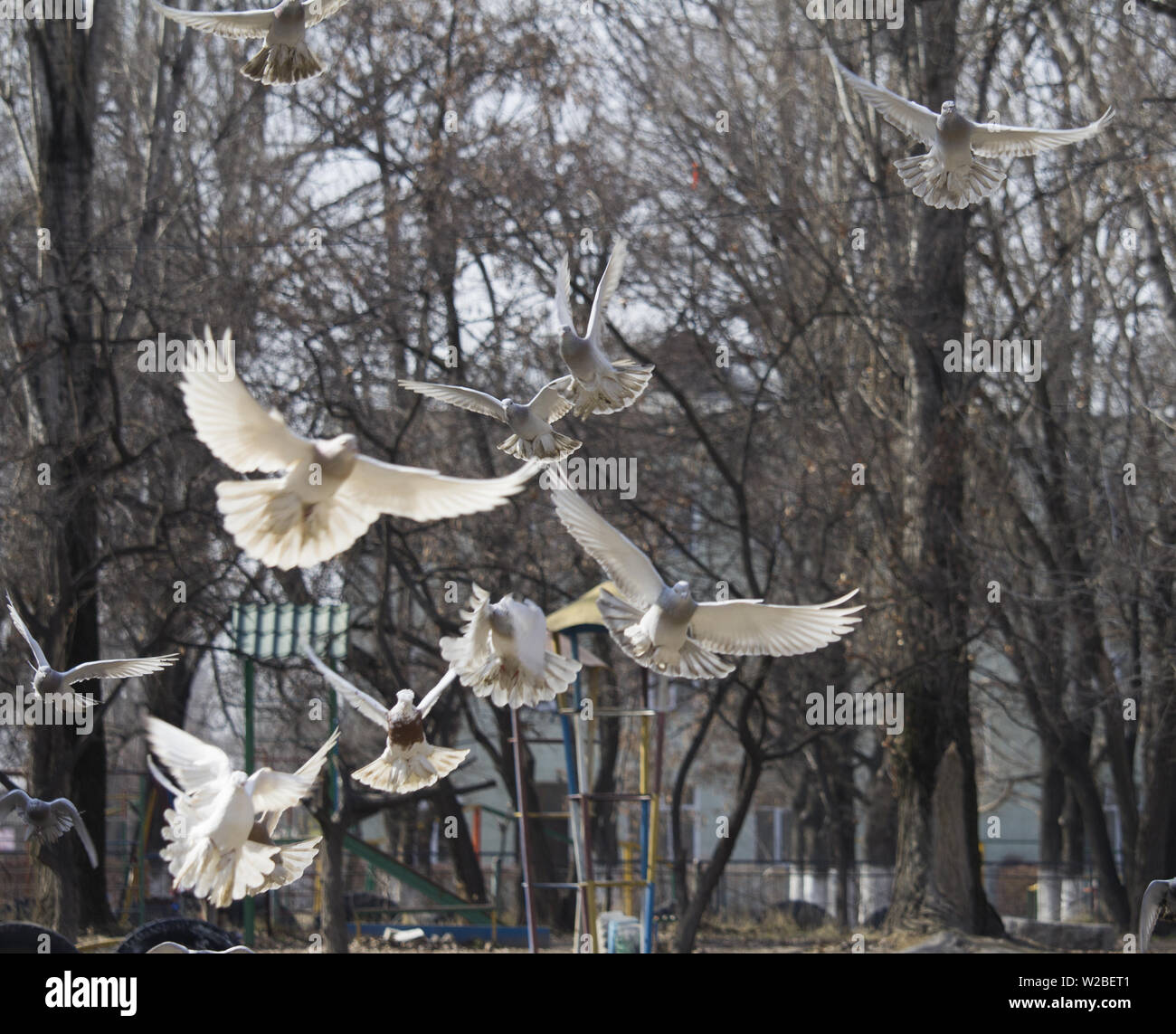 Tauben fliegen. Viele Tauben fliegen auf der Park Hintergrund Stockfoto