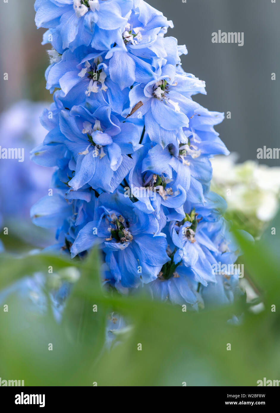 Hellblau Rittersporn Blume Stockfoto