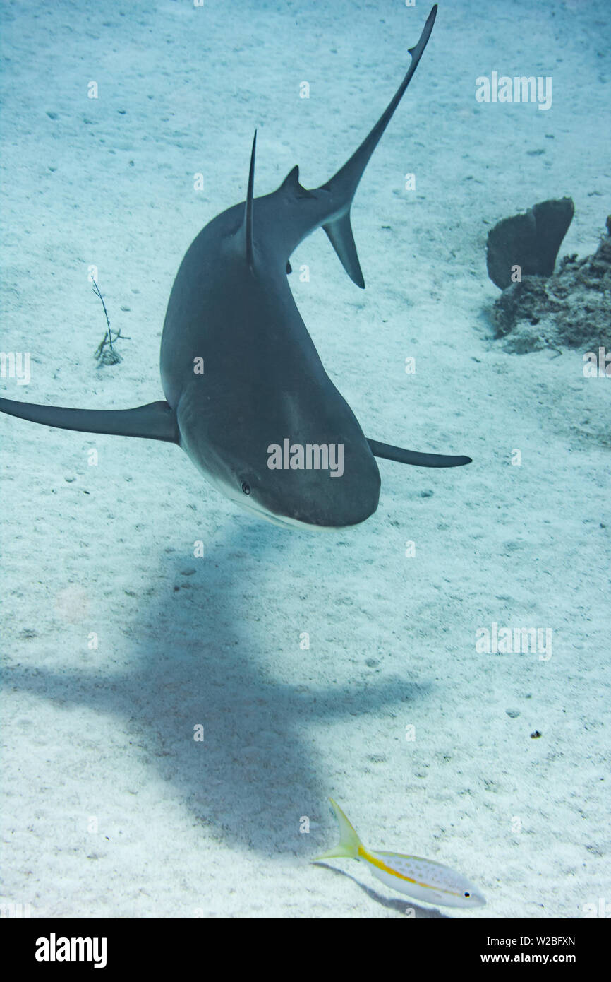 Caribbean Reef Shark on the prowl für eine Mahlzeit in den Turks- und Caicosinseln. Stockfoto