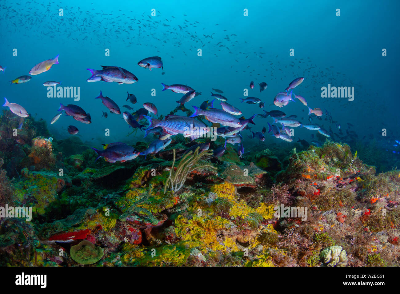Aquatische, aquatischen Organismus, Wassersport, künstliches Riff, Atlantik, Hintergrund, Hintergründe, blau, Karibik, Karibik, Coral, tief, Tauchen, Stockfoto