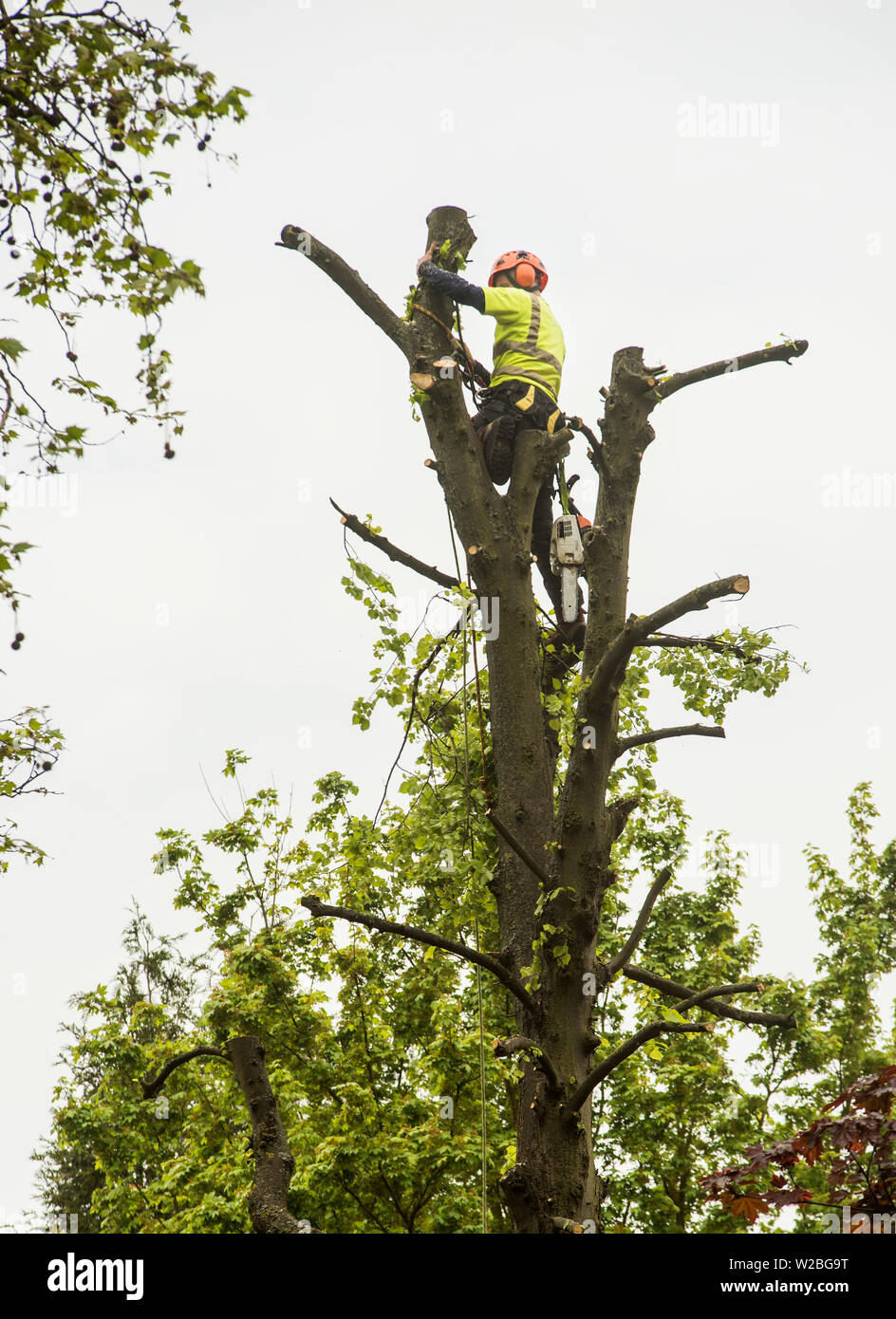 Ein Mann in der Vis- und Schutzeinrichtungen Klettersteige mit einer Kettensäge einen Baum zu pollard. Stockfoto