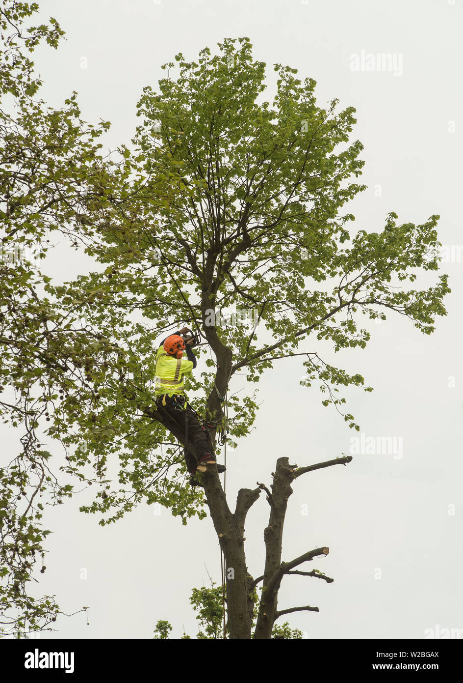 Ein Mann in der Vis- und Schutzeinrichtungen Klettersteige mit einer Kettensäge einen Baum zu pollard. Stockfoto