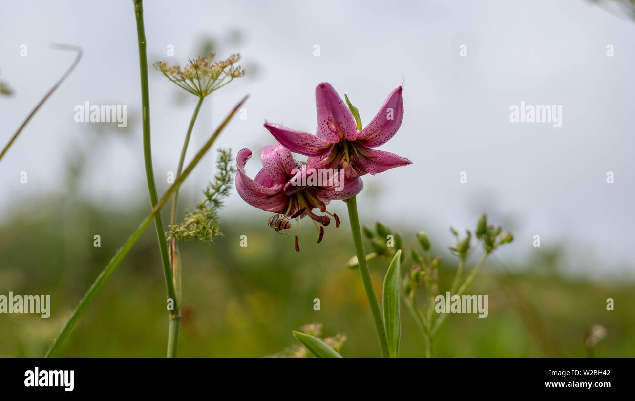 Schöne Blume in Rosa, in den Vogesen fotografiert. Stockfoto