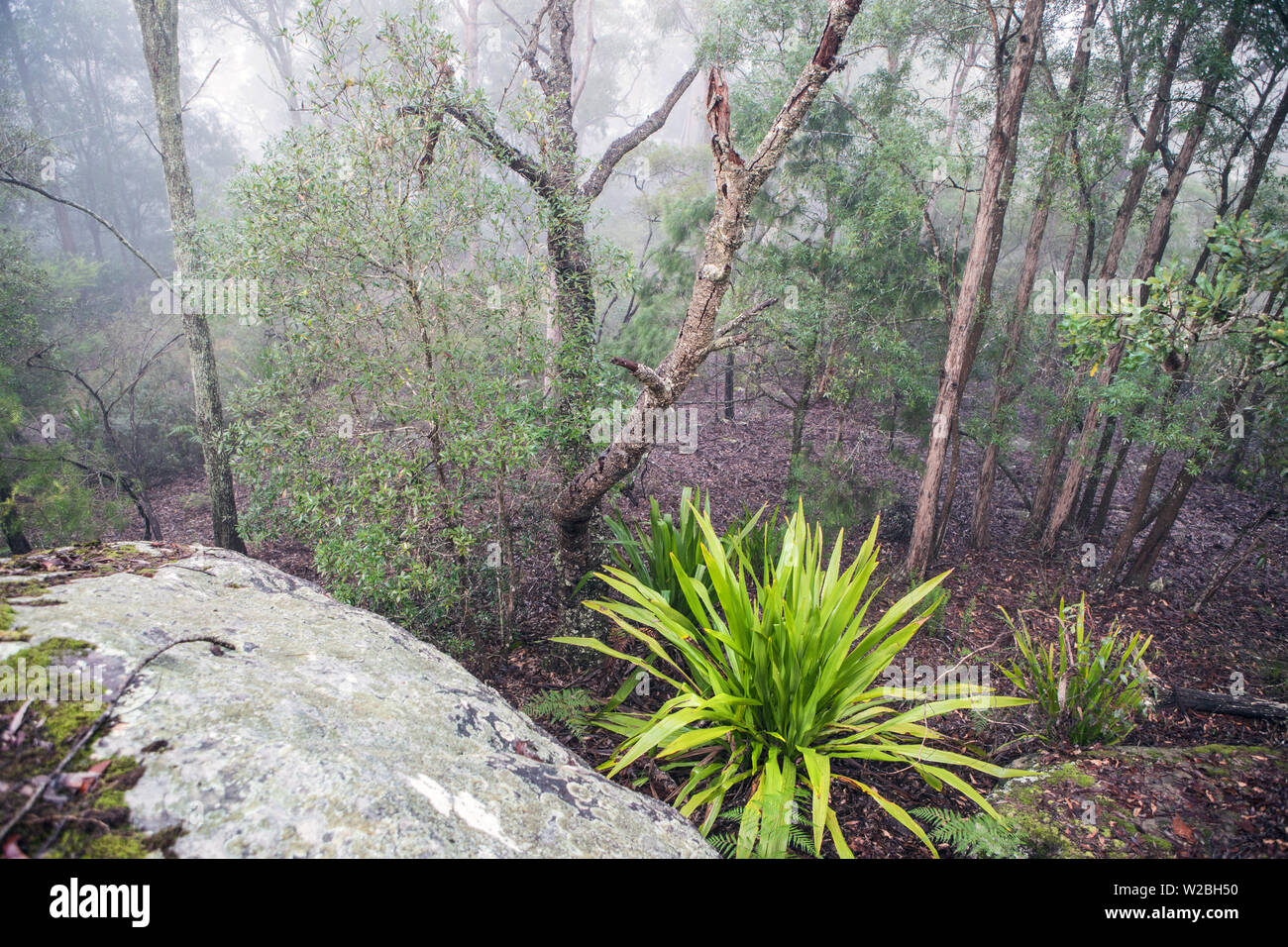 Spaziergänge in Glenworth Valley, NSW, Australien Stockfoto