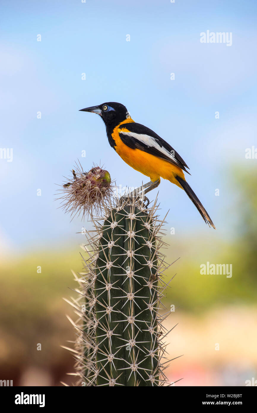 Karibik, Niederländische Antillen, Aruba, Troupial Vogel - Eine große Oriole auf Cactus Stockfoto