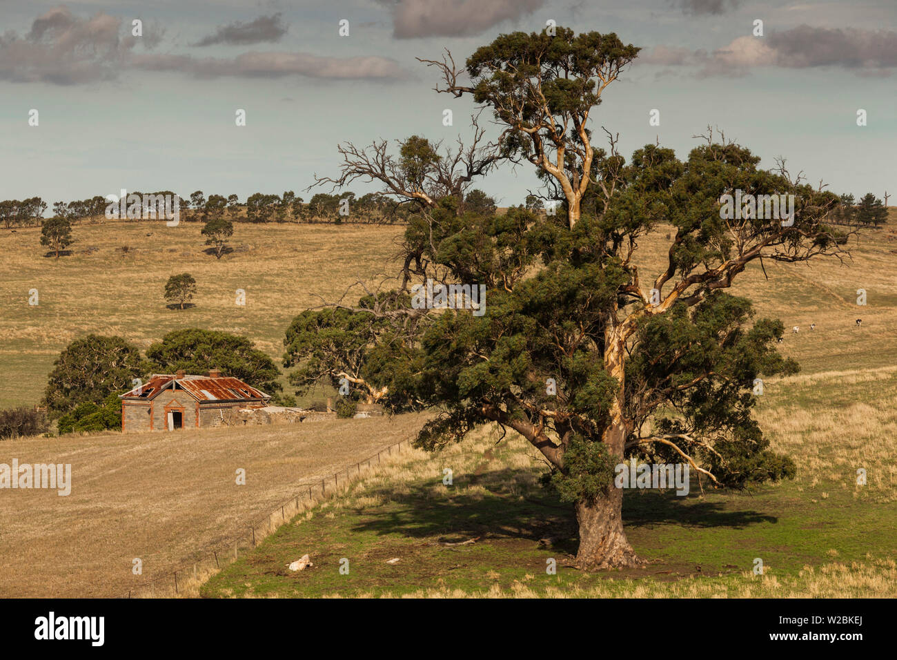 Australien, South Australia, Barossa Valley, Mount Pleasant, Altes Gehöft Stockfoto