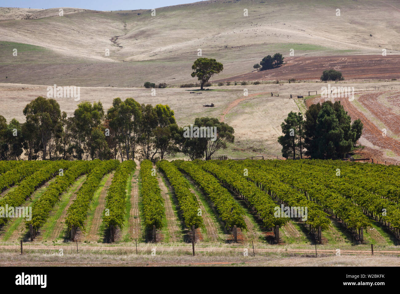 Australien, South Australia, Clare Valley, Auburn, Weinberg Stockfoto