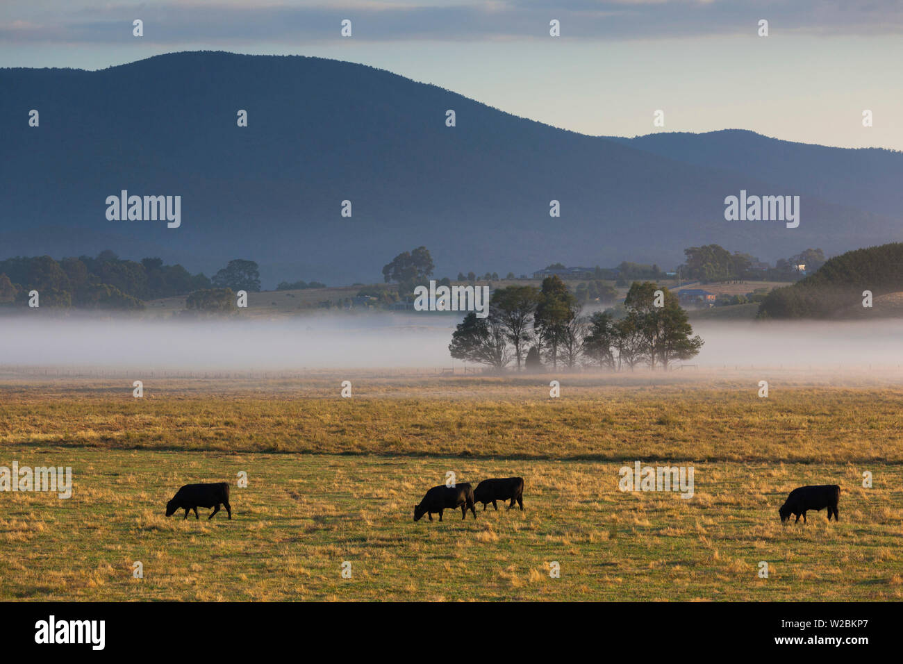 Australien, Victoria, VIC, Yarra Valley, Helaesville, Feld mit Nebel, Dämmerung Stockfoto