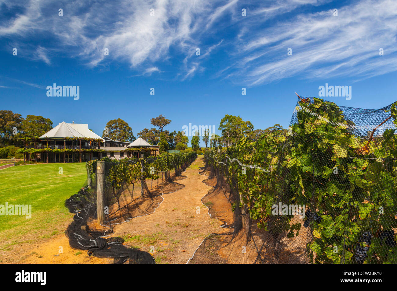 Australien, Western Australia, der Südwesten, Margaret River Wein Region, Cowaramup, Vasse Felix Weingut Stockfoto