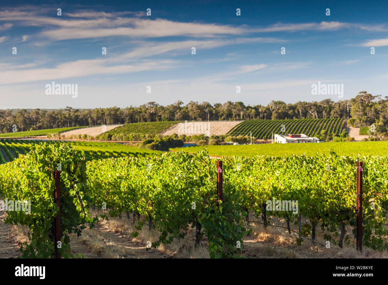 Australien, Western Australia, der Südwesten, Margaret River Weinregion, Wilyabrup, verknoten Hill Vineyard Stockfoto