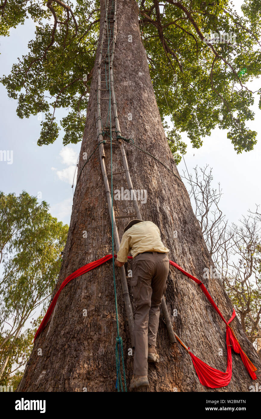 Großer Baum & Leiter, Kyaing Tong, goldenes Dreieck, Myanmar, Birma Stockfoto