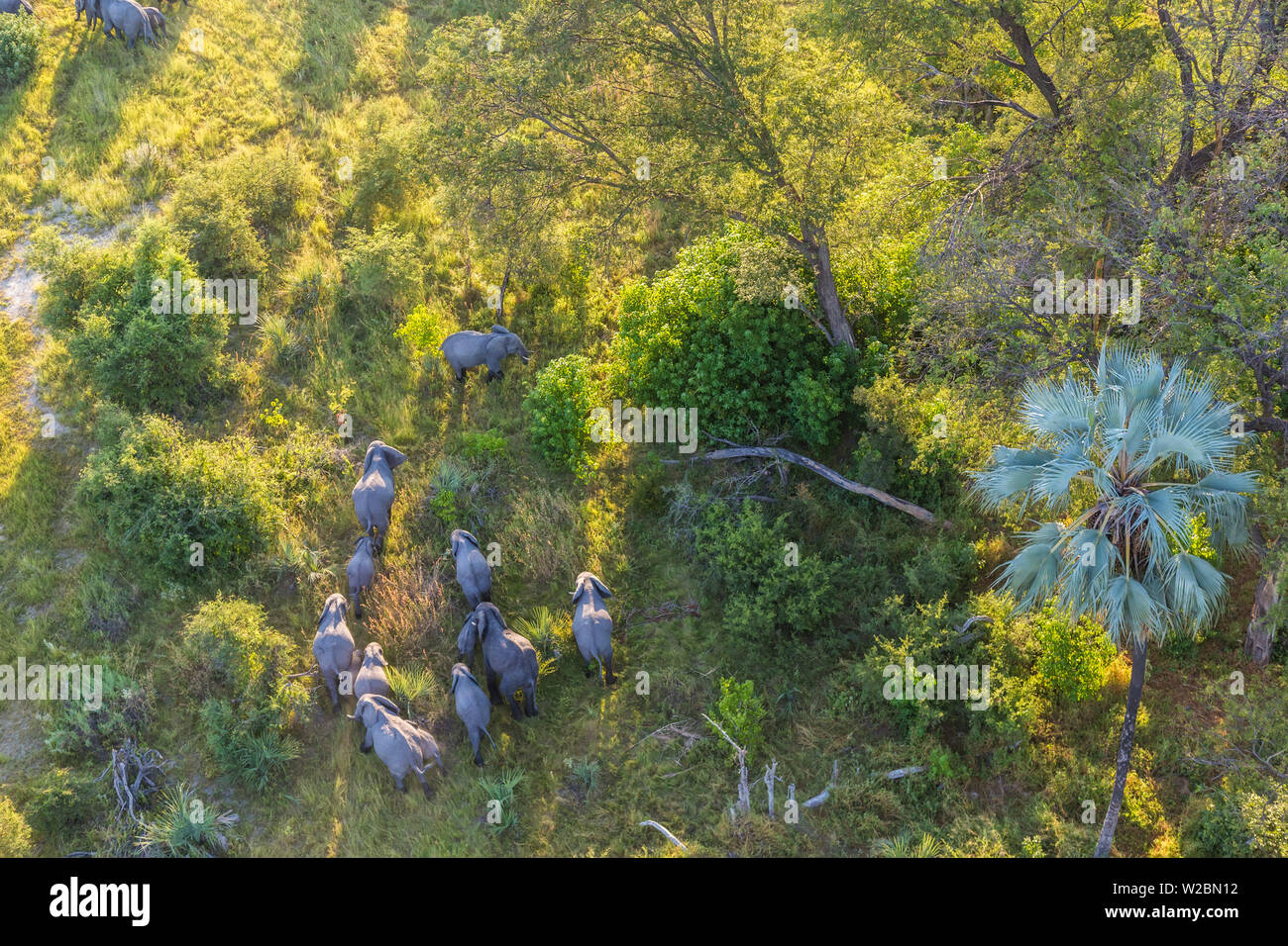 Luftaufnahme von Elefanten, Okavango Delta, Botswana, Afrika Stockfoto