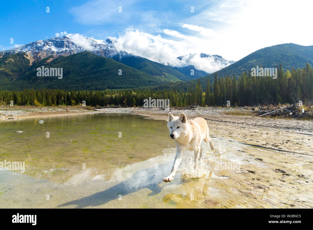 Grauer Wolf, die durch Fluss, den Rockies, Britisch Kolumbien, Kanada Stockfoto