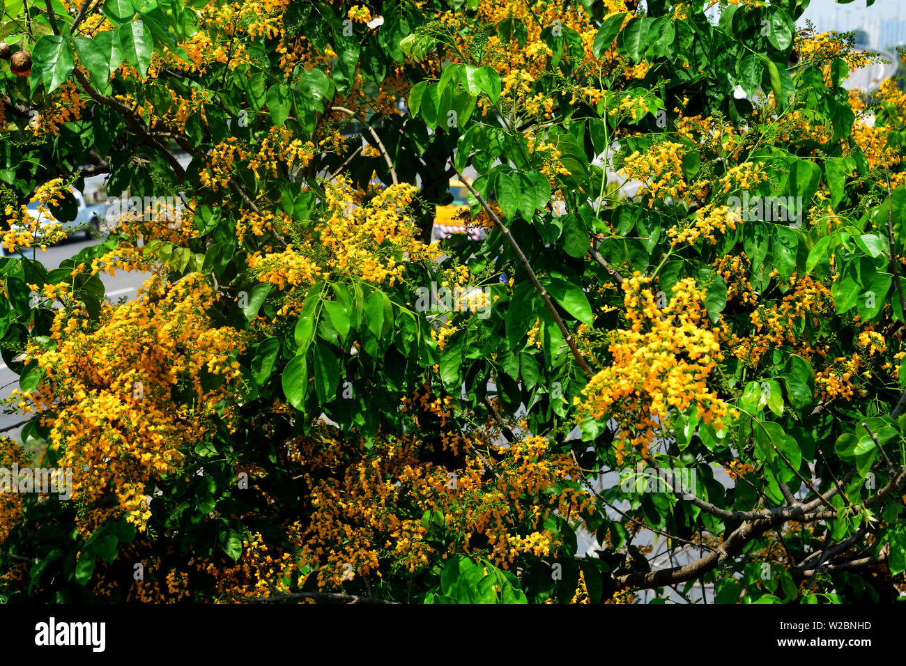 Pterocarpus macrocarpus, oder die Burma Padauk, ist ein Baum aus der saisonalen tropischen Wälder von Südöstlichem Asien, Hinweis Wählen Sie Fokus mit flachen Stockfoto