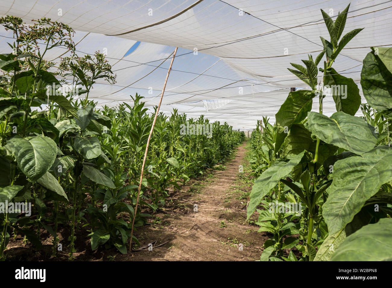 Abgedeckten Bereich der Tabakpflanzen, Alejandro Robaina Tabak Plantage, Provinz Pinar del Rio, Kuba Stockfoto