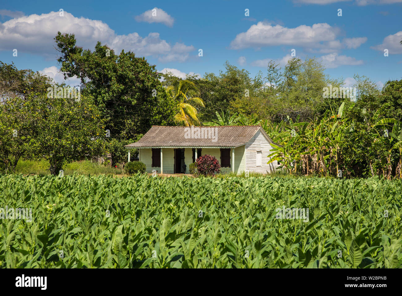 Tabak Plantage, Provinz Pinar del Rio, Kuba Stockfoto