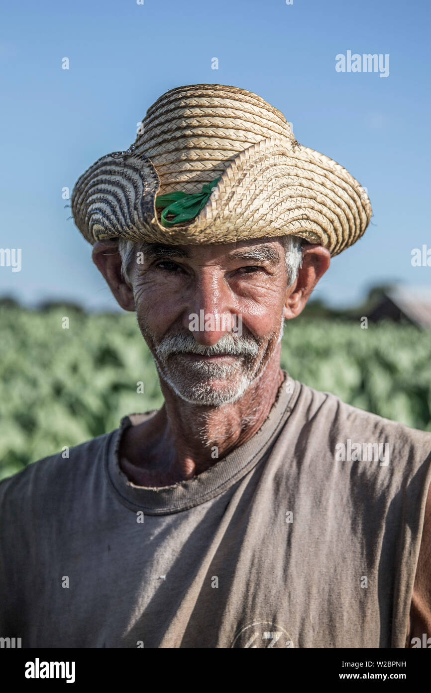Arbeitnehmer in einem Tabak Plantage, Provinz Pinar del Rio, Kuba Stockfoto