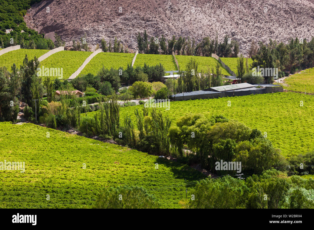 Chile, Elqui-Tal, Rivadavia, Talblick mit Obstgärten Stockfoto