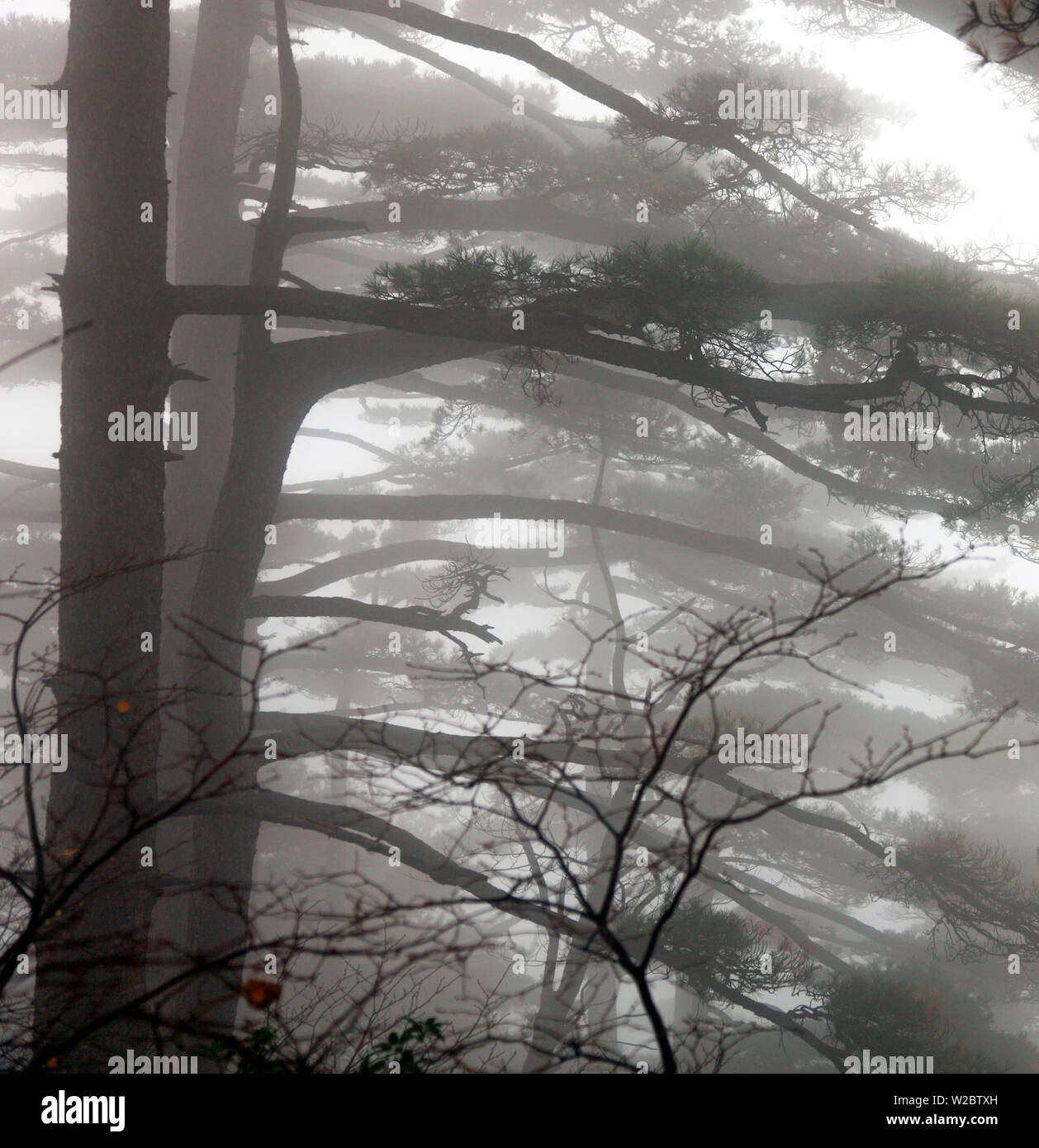 Berg Huangshan, Anhui, China Stockfoto