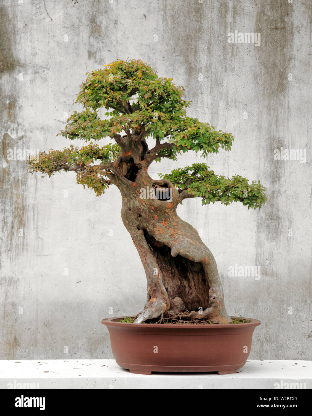 Bonsai Baum, klassischer Garten, Suzhou, Jiangsu, China Stockfotografie -  Alamy
