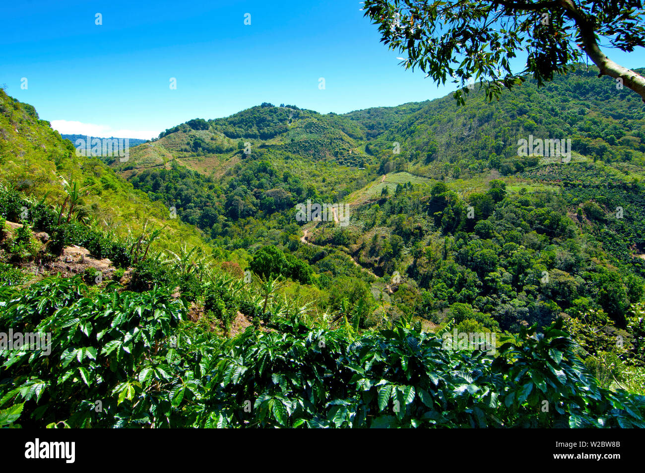 Costa Rica, San Marcos de Tarrazu, bekannt für seine hochwertigen Kaffee Stockfoto