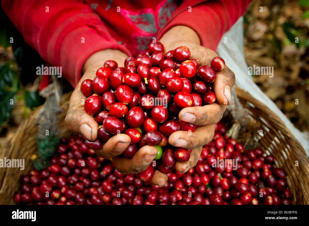 El Salvador, Kaffeepflücker, die Hände voller Kaffeekirschen, Coffee Farm, Hängen des Santa Vulkan, Finca Malacara, Alte Höhen Kaffee Stockfoto