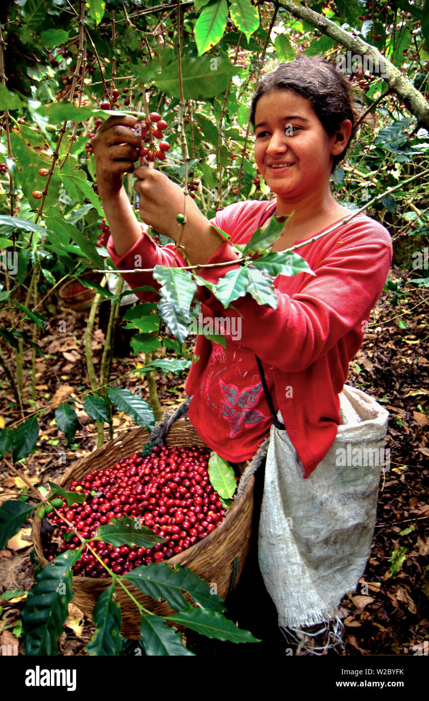 El Salvador, Kaffee Picker, Coffee Farm, Finca Malacara, Kaffeekirschen, Hängen des Santa Ana Vulkan, hoher Höhe Kaffee Stockfoto