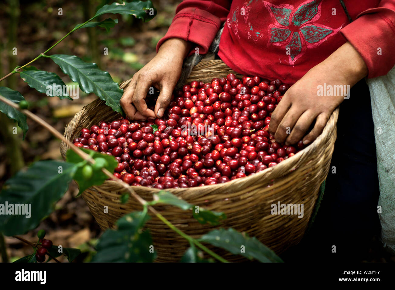 El Salvador, Kaffee Picker, vollen Korb der Kaffeekirschen, Coffee Farm, Hängen des Santa Ana Vulkan, Finca Malacara, Alte Höhen Kaffee Stockfoto