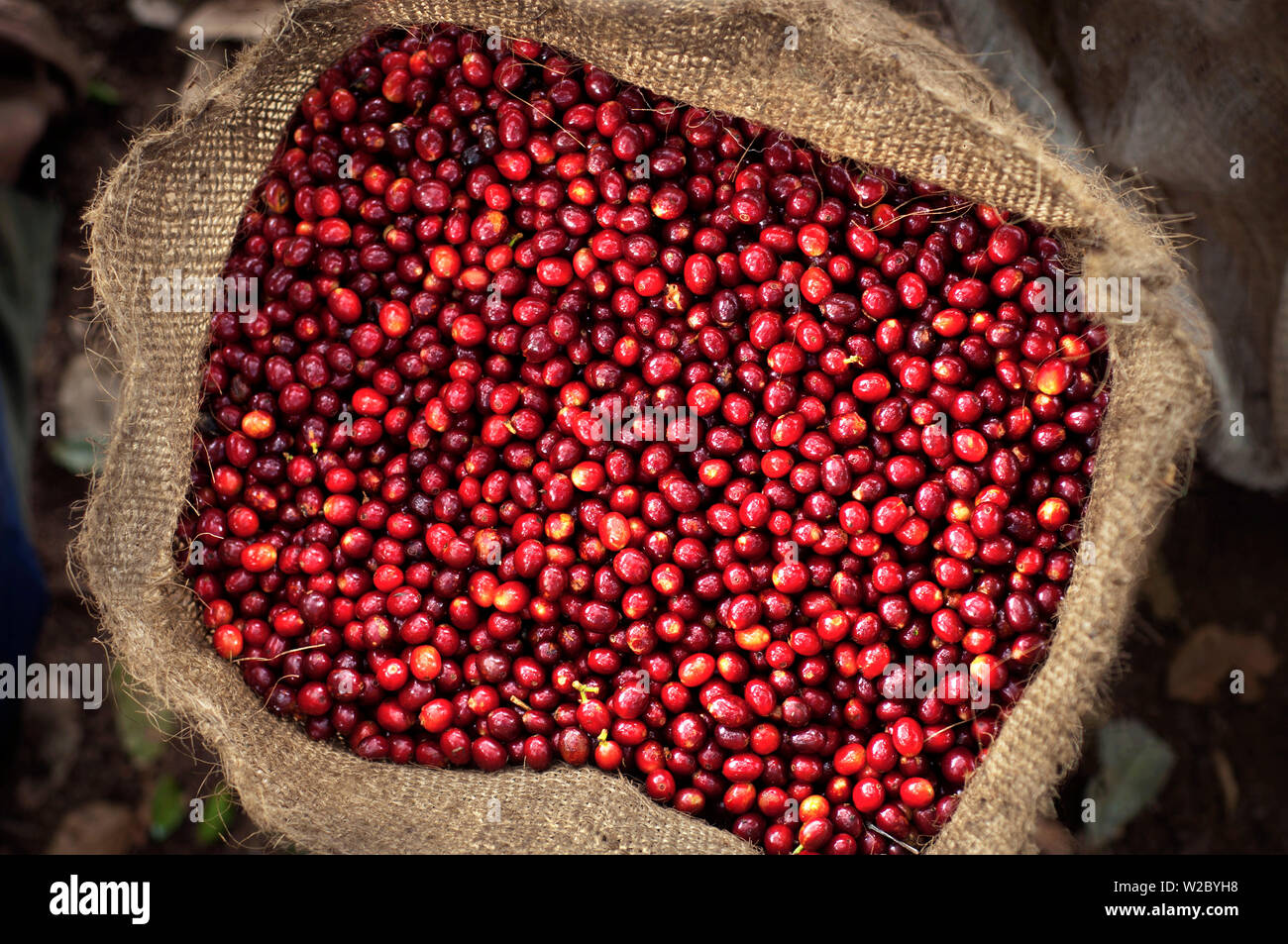 El Salvador, vollen Beutel der Kaffeekirschen, Entnommen, Coffee Farm, Finca Malacara, Hängen des Santa Ana Vulkan, hoher Höhe Kaffee Stockfoto