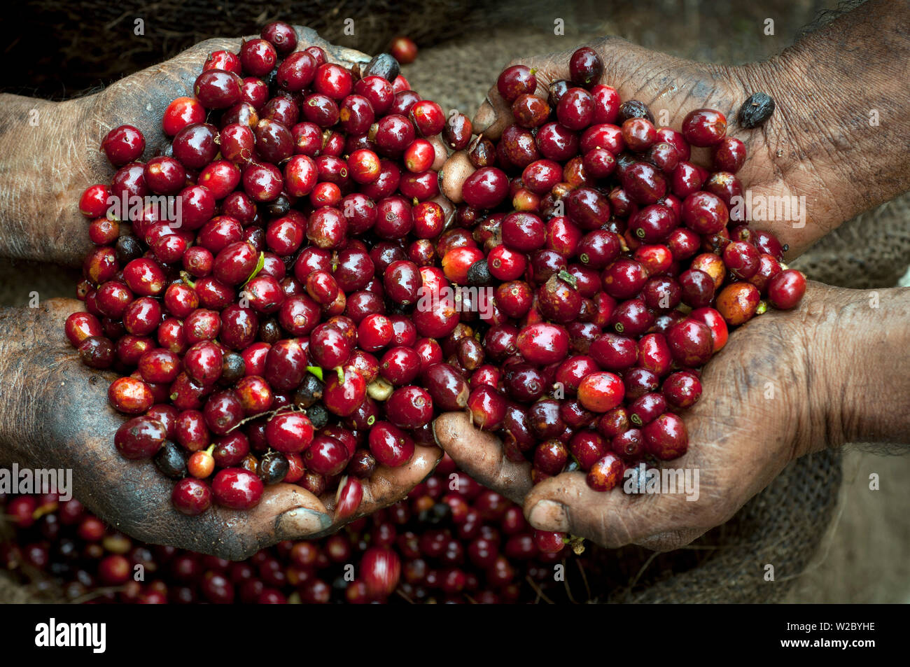 El Salvador, Kaffeepflücker, die Hände voller Kaffeekirschen, Coffee Farm, Hängen des Santa Vulkan, Finca Malacara, Alte Höhen Kaffee Stockfoto