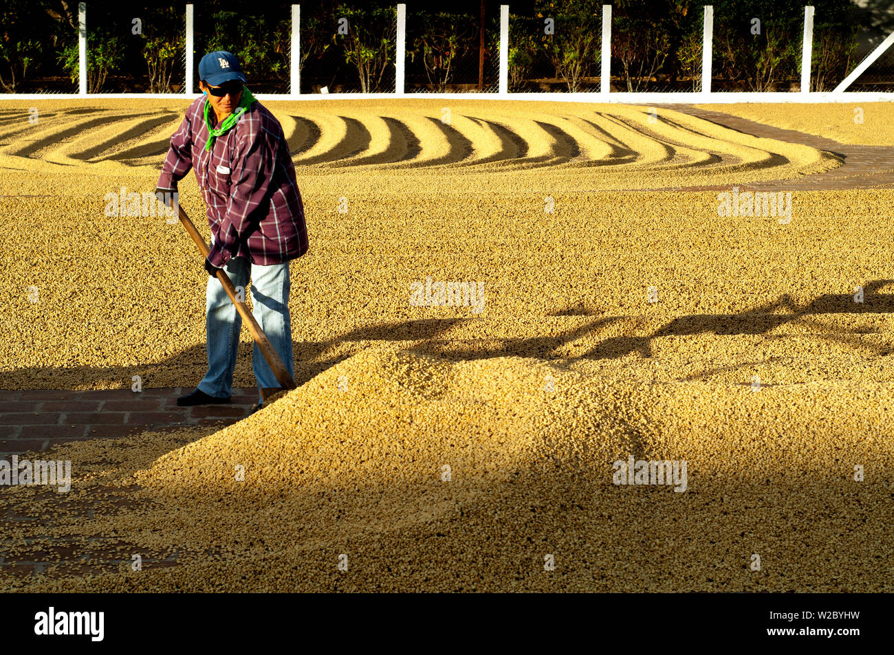 El Salvador, Santa Ana, Kaffeemühle, Kaffeebohnen in Zeilen zu trocknen die Bohnen helfen Stockfoto