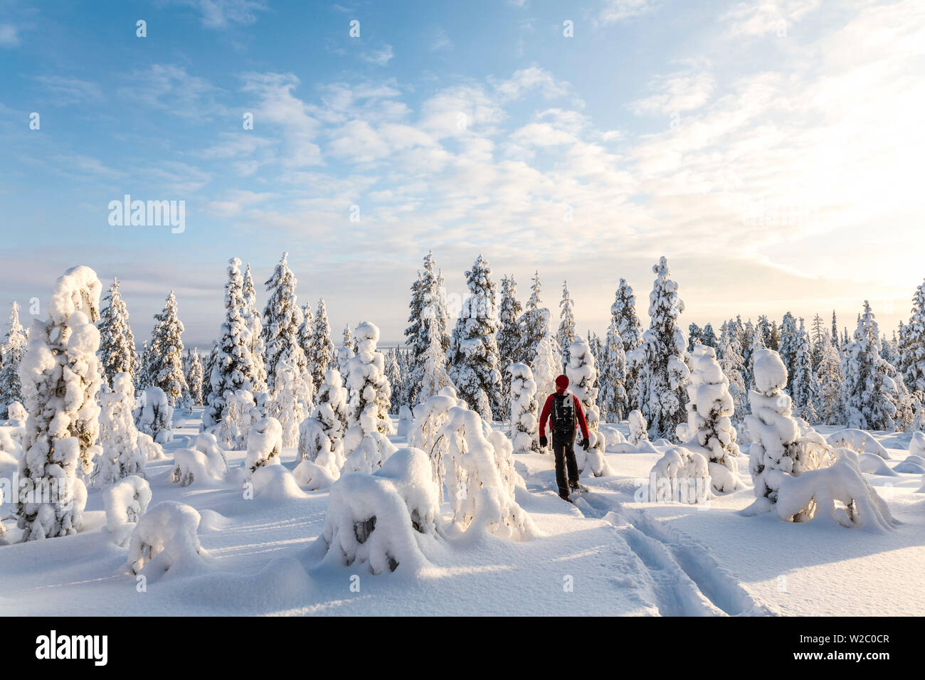 Mann, die Eingabe von Schnee bedeckt Wald, Riisitunturi, Lappland, Finnland Stockfoto