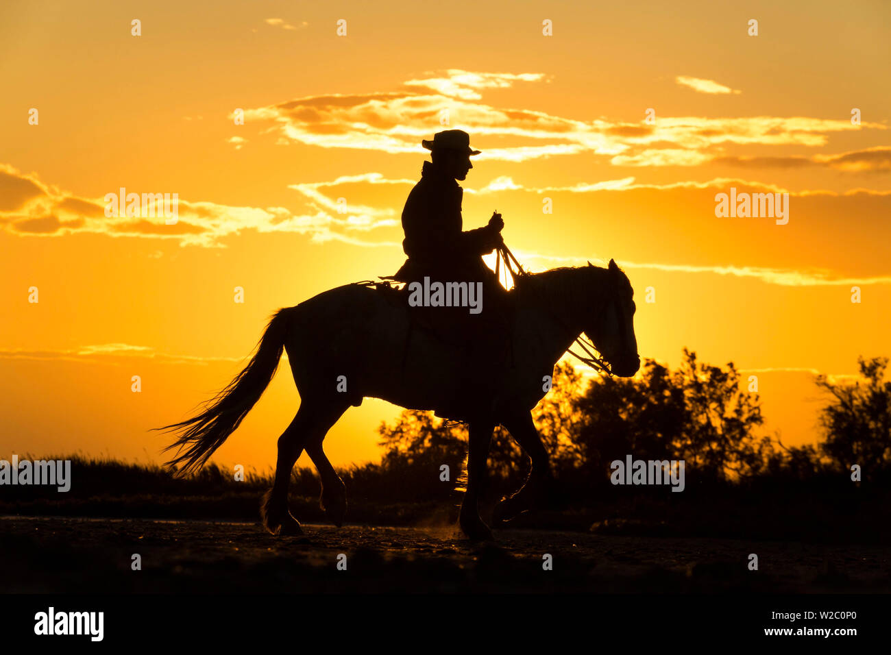 Gardian, cowboy & Reiter der Camargue mit weissen Pferden, Camargue, Frankreich Stockfoto