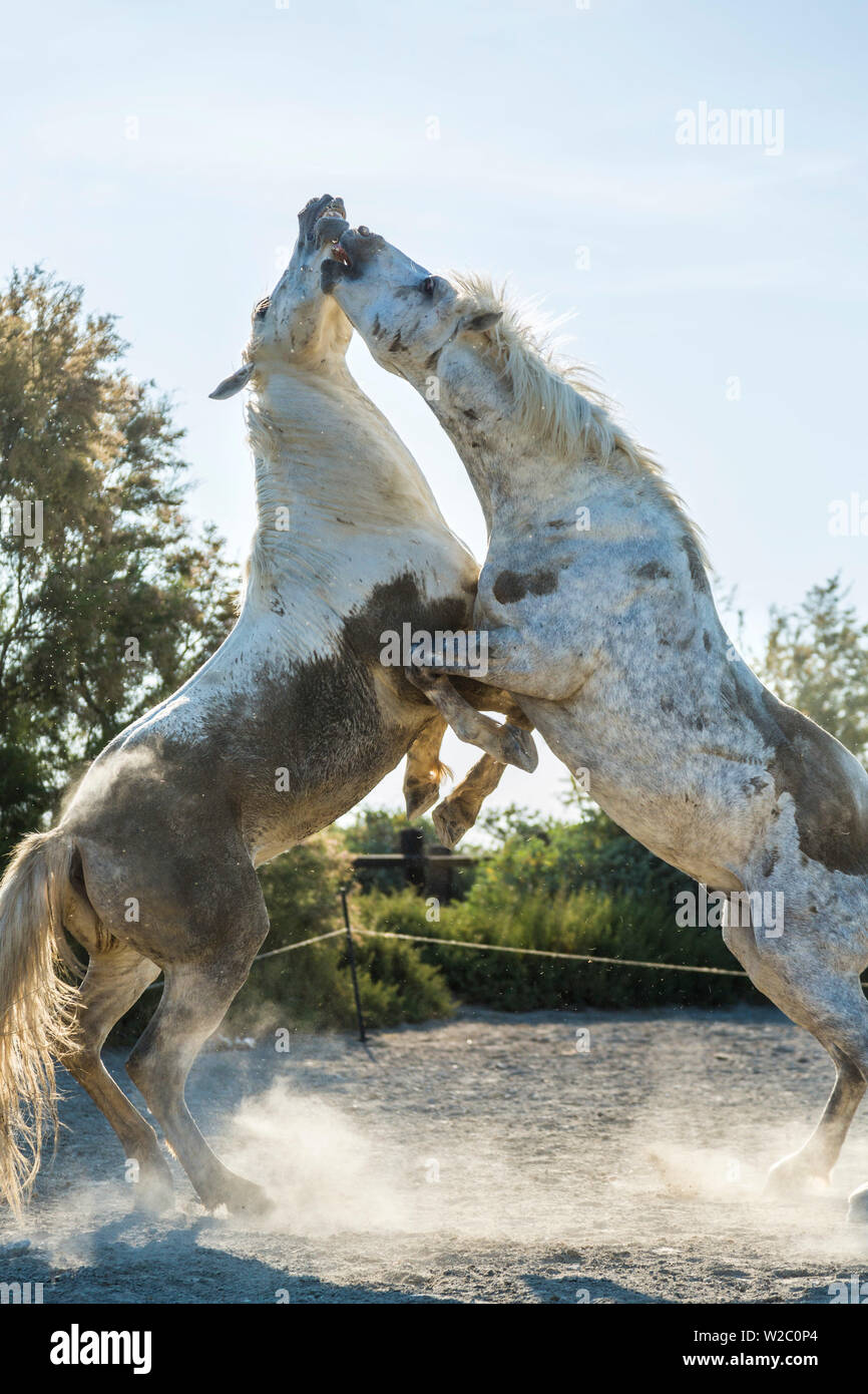 White Horse Hengste kämpfen, die Camargue, Frankreich Stockfoto