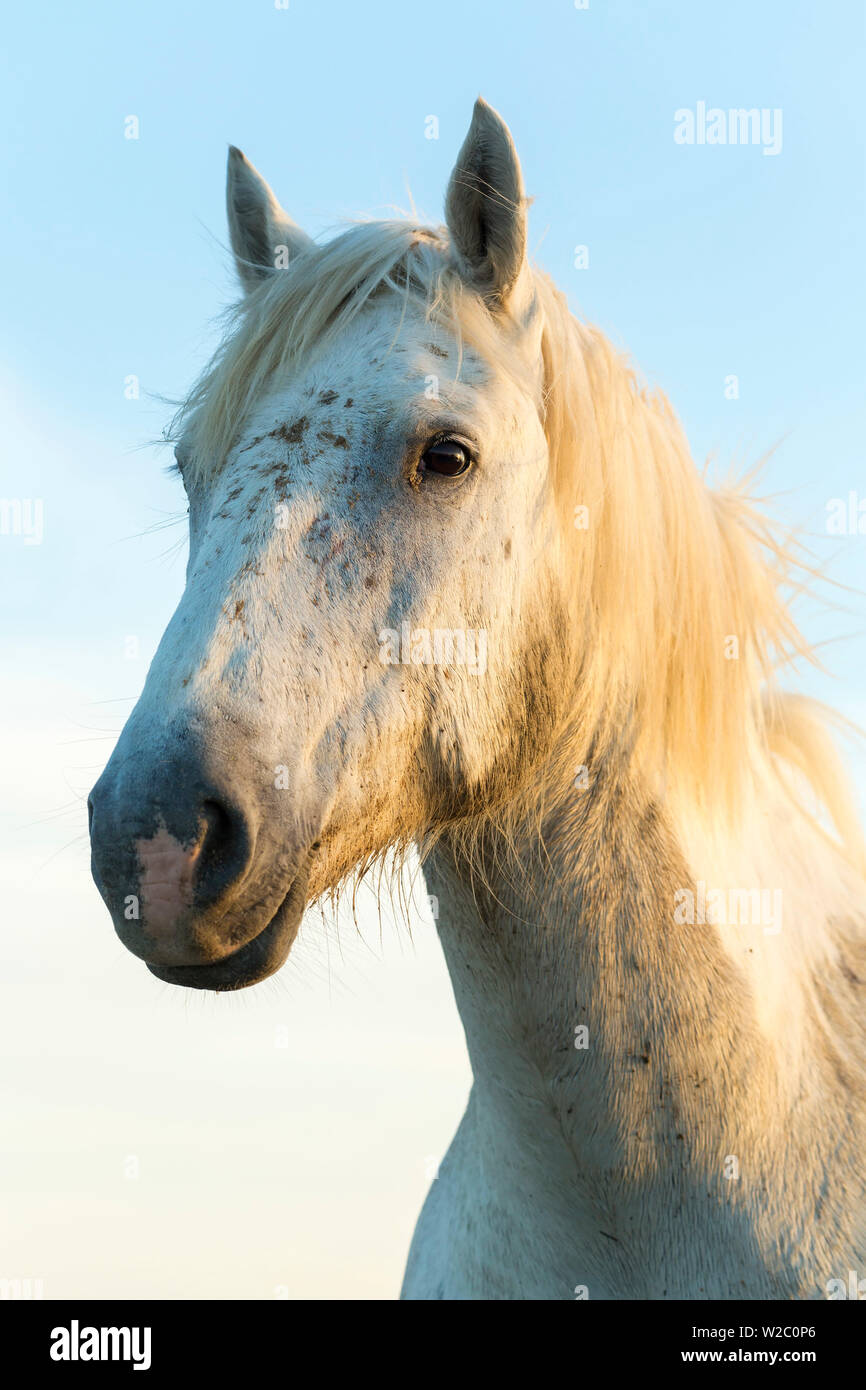 Portrait von weissen Pferden Kopf, der Camargue, Frankreich Stockfoto
