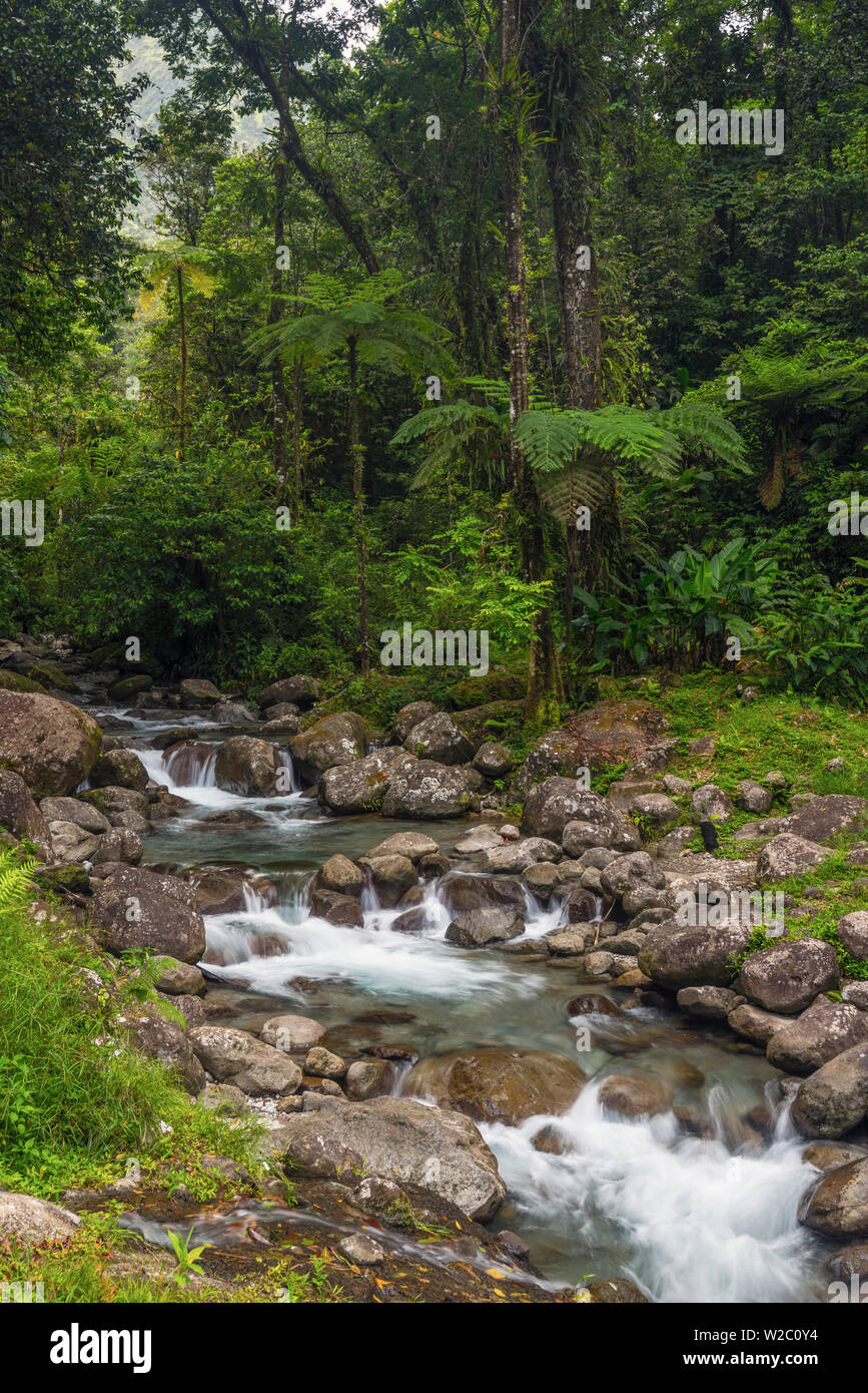 Karibik, Martinique, Route de la Trace, Riviere Blanche, Alma Wasserfall bei Pont de l'Alma Alma (Brücke) Stockfoto