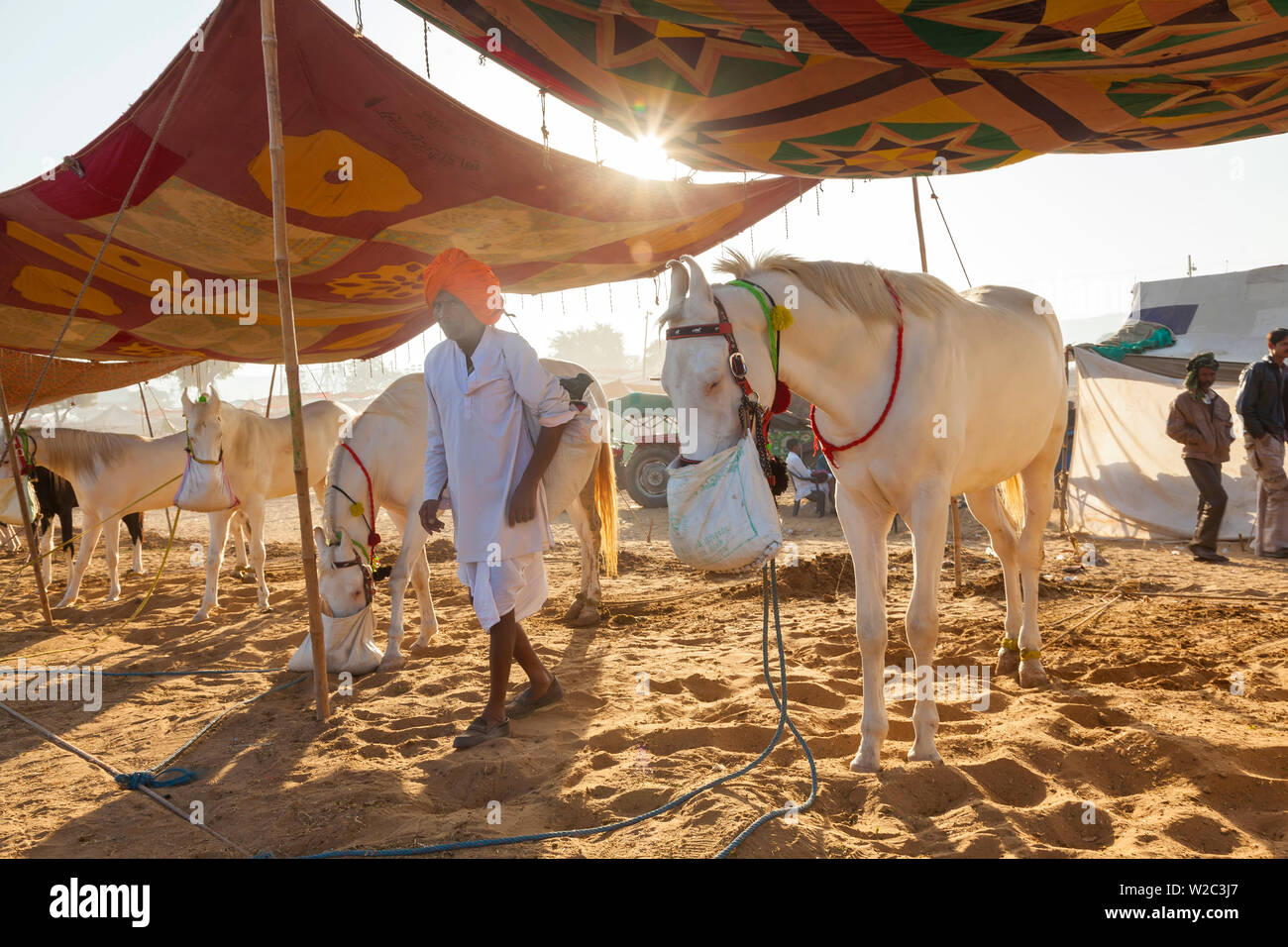 Pferde füttern, Pushkar camel Fair, Pushkar, Rajasthan, Indien Stockfoto