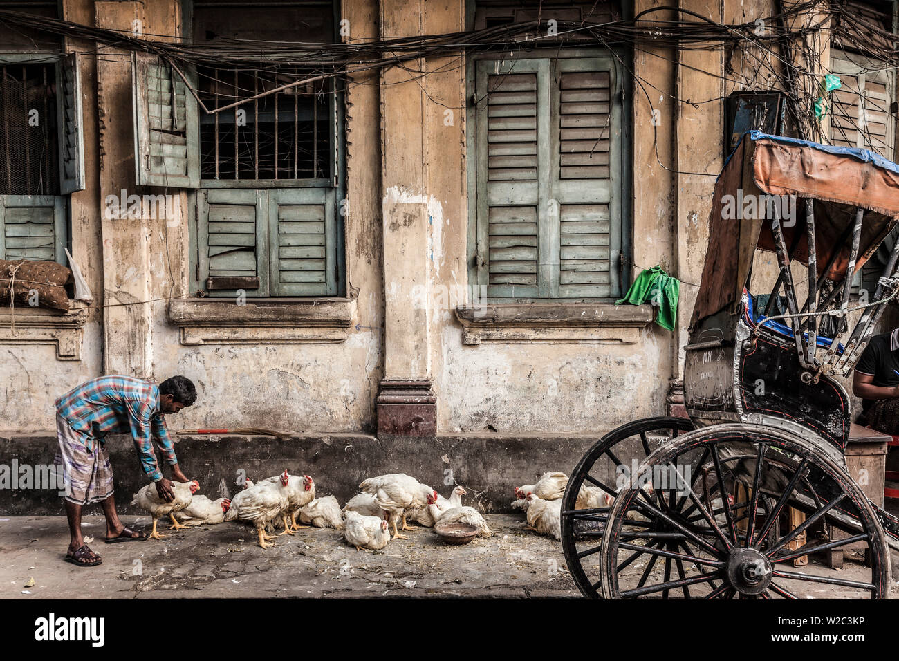 Hühner & Rikscha auf Street, Kolkata (Kalkutta), West Bengal, Indien Stockfoto