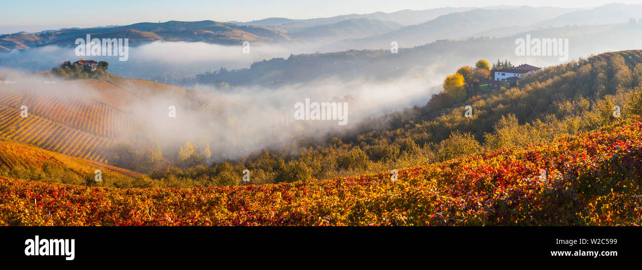 Weinberge, nr, Alba, Langhe, Piemont (oder Piemont oder Piemont), Italien Stockfoto