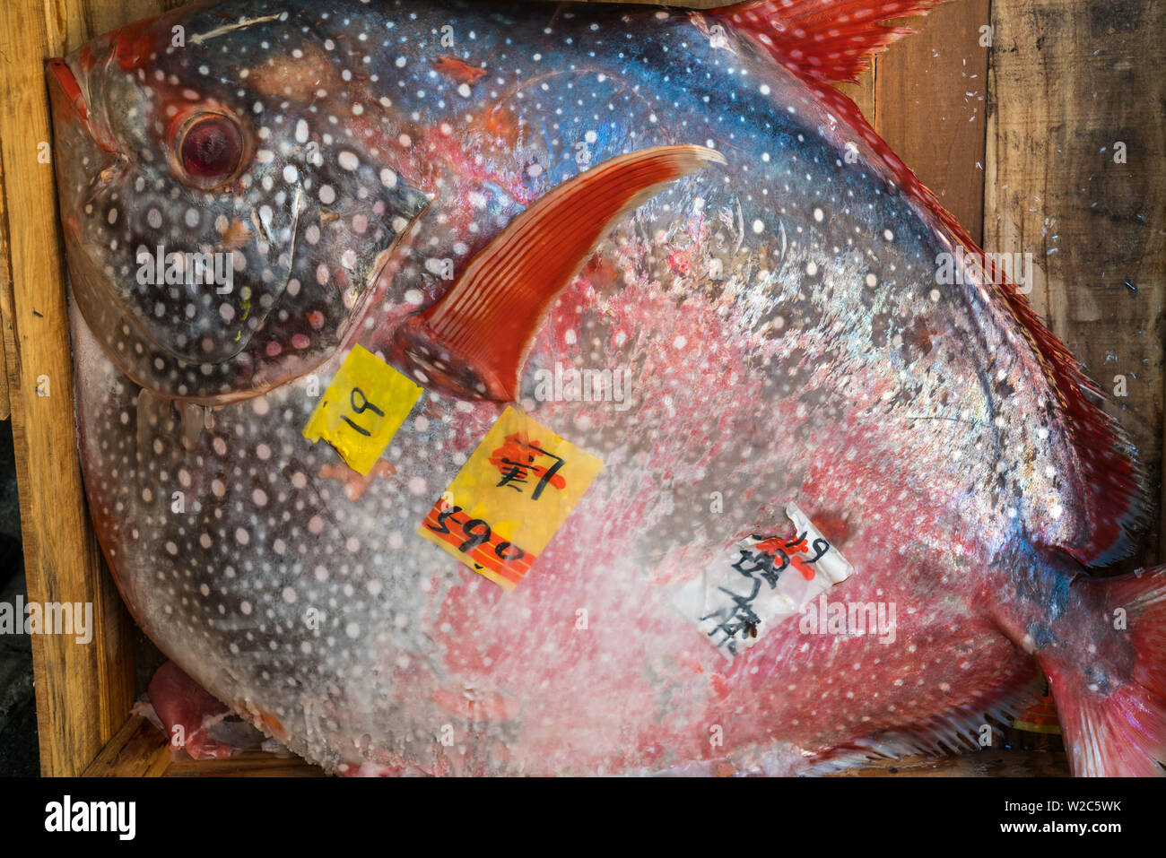 Opah Fisch, zentrale Tsukiji Fischmarkt, Tokio, Japan Stockfoto