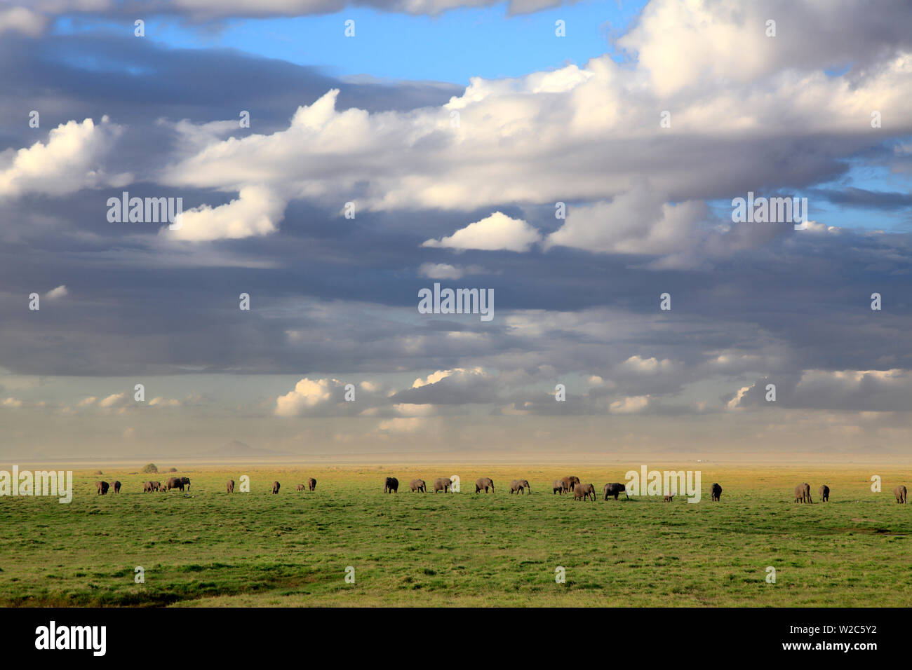 Amboseli Nationalpark, Kenia Stockfoto