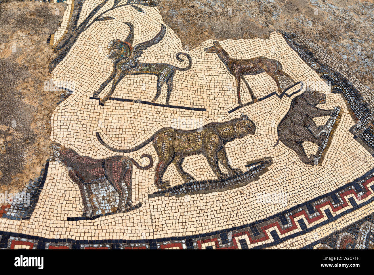 Bodenmosaik, römische Ruinen, Volubilis, Marokko Stockfoto