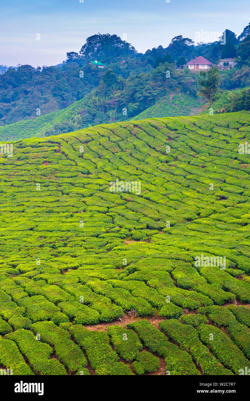 Malaysia, Pahang, Cameron Highlands, Brinchang, Tee Plantage Stockfoto