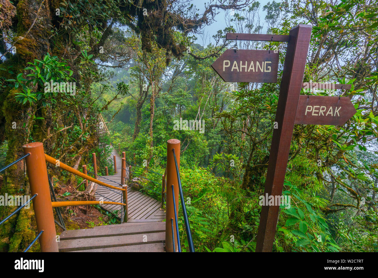 Malaysia Pahang Perak Grenze, Cameron Highlands, moosigen Wald (Jabatan Perhutanan) Stockfoto