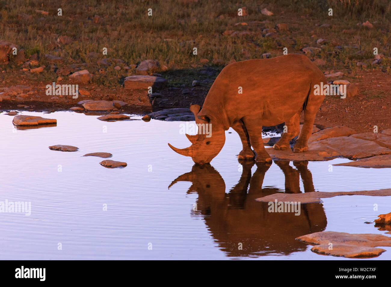 Namibia, Etosha Nationalpark, Moringa Waterhole, Spitzmaulnashorn (Diceros bicornis) Stockfoto